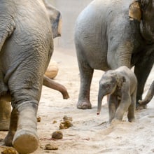 Junger Asiatischer Elefant im Kaeng Krachan Elefantenpark.