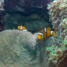 Falscher Clown-Anemonenfisch im Aquarium des Zoo Zürich.