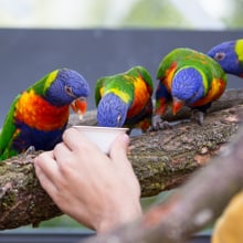 Fütterung Allfarbloris im Zoo Zürich.