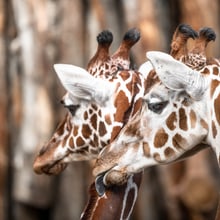 Netzgiraffe (Giraffa camelopardalis)