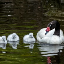 Schwarzhalsschwan mit Küken im Pantanal des Zoo Zürich.