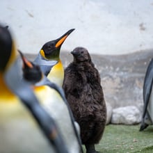 Königspinguine