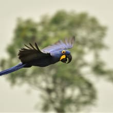 Hyazinthara im Flug