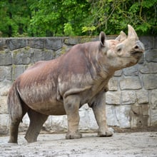 Spitzmaulnashorn Olmoti.