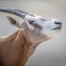 Säbelantilope (Oryx dammah)