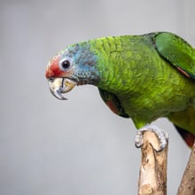 Rotschwanzamazonenmännchen im Zoo Zürich