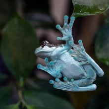 Amazon milk frog at Zoo Zurich.
