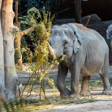 Elefantenweibchen Ceyla-Himali im Zoo Zürich