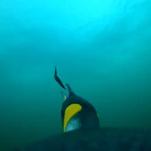 Ein Königspinguin frisst eine bereits tote Falkland-Sprotte.