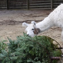 Lama im Zoo Zürich futtert Christbaum.