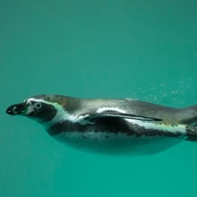 Humboldtpinguin im Zoo Zürich