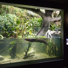 Zitteraal im Aquarium des Zoo Zürich.