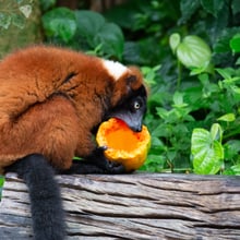 Roter Vari frisst Papaya im Masoala Regenwald des Zoo Zürich.