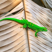 Grosser Madagaskar-Taggecko im Masoala Regenwald im Zoo Zürich.
