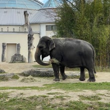 Elefant Panang im Münchener Tierpark Hellabrunn