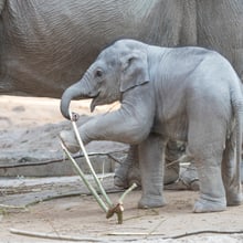 Asiatischer Elefant Ruwani im Kaeng Krachan Elefantenpark im Zoo Zürich.