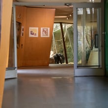 Zoo Zürich im März 2020, für die Besucher aufgrund der Covid-19-Pandemie geschlossen.