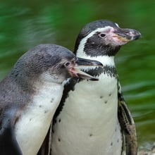 Humboldtpinguine im Zoo Zürich.