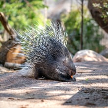Stachelschwein in der Lewa Savanne im Zoo Zürich.