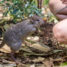 Bürstenschwanz-Rattenkänguru beim medizinischen Training im Zoo Zürich. 