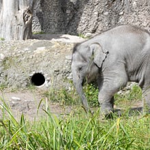 Junger Asiatischer Elefant Zali im Kaeng Krachan Elefantenpark des Zoo Zürich.