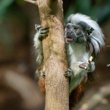 Lisztaffe im Zoo Zürich.