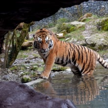 Amutiger Sayan im Zoo Zürich.