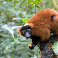 Roter Vari im Masoala Regenwald des Zoo Zürich