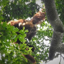 Sumatra-Orang-Utans Edelweiss (Mutter) und Eja in Jantho, Sumatra.