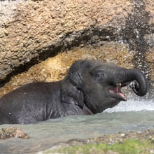 Umesh beim Baden. 