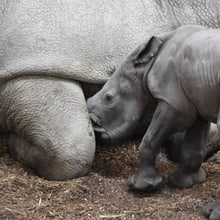 Breitmaulnashorn Ushindi im Zoo Zürich.
