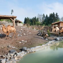 Mongolische Steppe im Zoo Zürich.