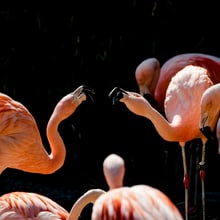 Zwei Chileflamingos beäugen sich im Zoo Zürich
