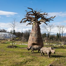 Breitmaulnashörner und Futterbaum in der Lewa Savanne.