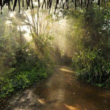 Regen aus der Beregnungsanlage im Masoala Regenwald.