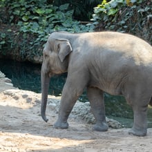 Die Asiatische Elefantekuh Ruwani im Kaeng Krachan Elefantenpark des Zoo Zürich.