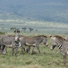 Grevyzebras im Lewa Wildlife Conservancy in Kenia.