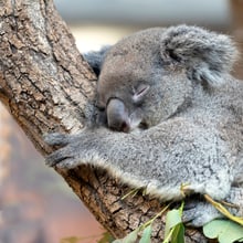 Koala Maisy im Zoo Zürich.