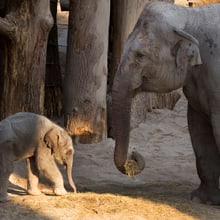 Asiatische Elefanten im Kaeng Krachan Elefantenpark im Zoo Zürich.