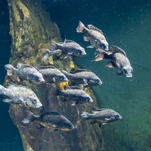 Mangarahara-Buntbarsche im Zoo Zürich.