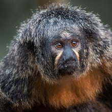 Weisskopfsaki im Zoo Zürich.