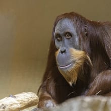 Orang-Utan-Männchen Awang im Zoo Zürich.