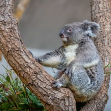 Koala Maisy im Zoo Zürich.