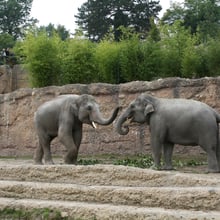 Asiatische Elefanten Farha und Thai im Kaeng Krachan Elefantenpark im Zoo Zürich