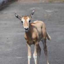 Junge Säbelantilope in der Lewa Savanne im Zoo Zürich.