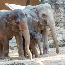 Asiatische Elefanten Chandra, Omysha und Indi im Zoo Zürich