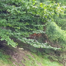 Amurtigerin Irina im Zoo Zürich.