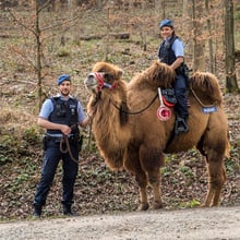 Trampeltier Shamira mit Stadtpolizisten.