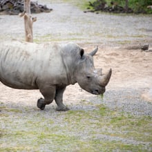 Breitmaulnashornbulle Kimba auf dem Winterplatz der Lewa Savanne.
