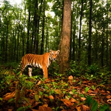 Eine Aufnahme einer Kamerafalle von einem Tiger im Schutzgebiet Wester Forest Complex (WEFCOM) in Thailand.